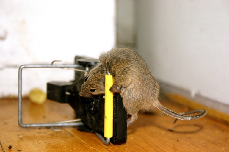 Как бороться с крысами в частном доме