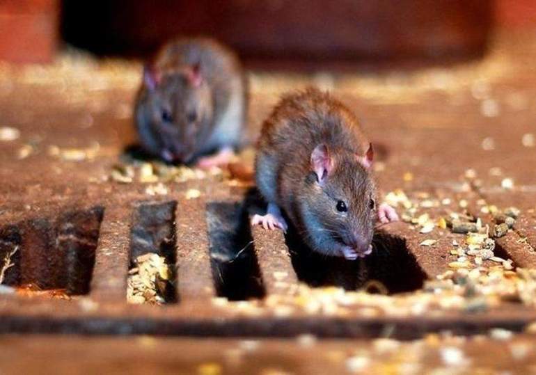 Как избавиться от крыс в частном доме 