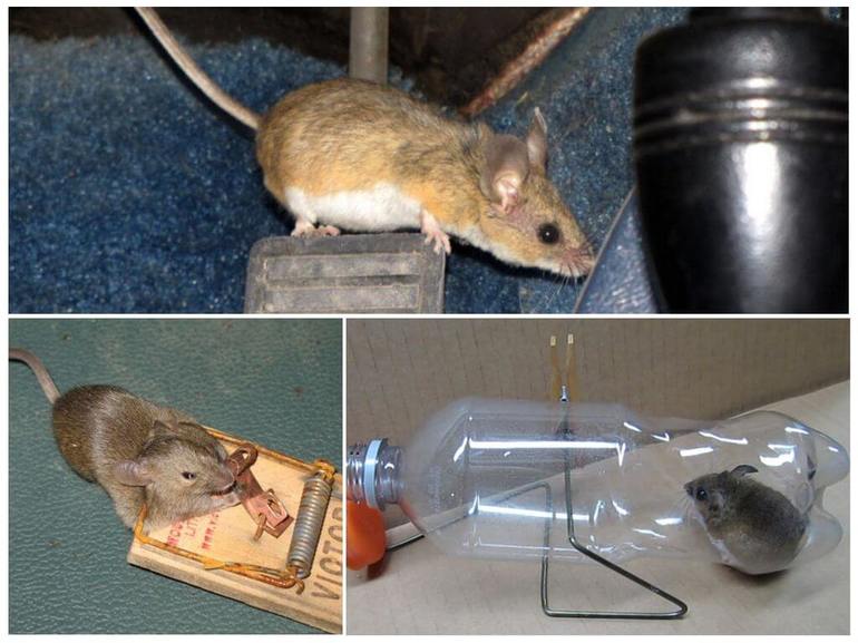 Как вывести мышей из дома