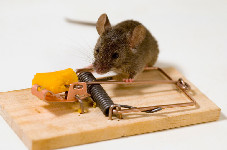 Как избавиться от мышей 