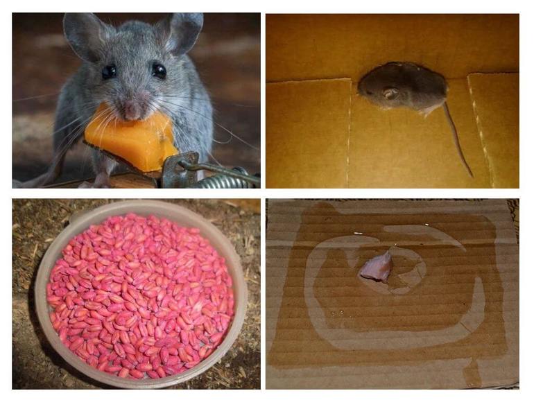 Как избавиться от мышей в доме