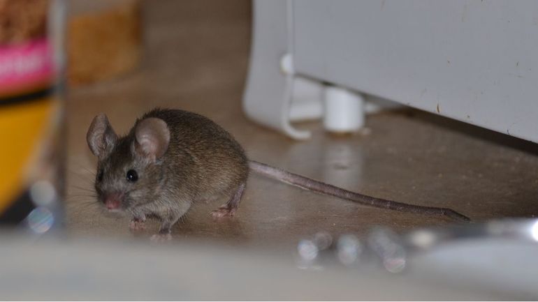Как избавиться от мышей в доме навсегда