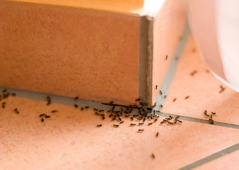 Мелкие муравьи в квартире как избавиться