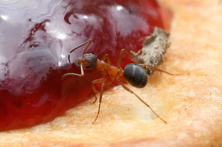 Чем вывести муравьев