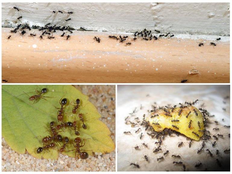 Как обрабатывать помещение от муравьев