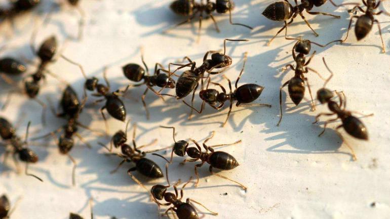 Черные муравьи в доме