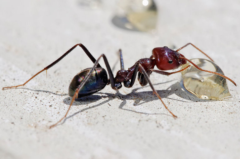 Средство от муравьёв в квартире