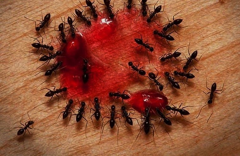  как избавиться от домашних муравьёв