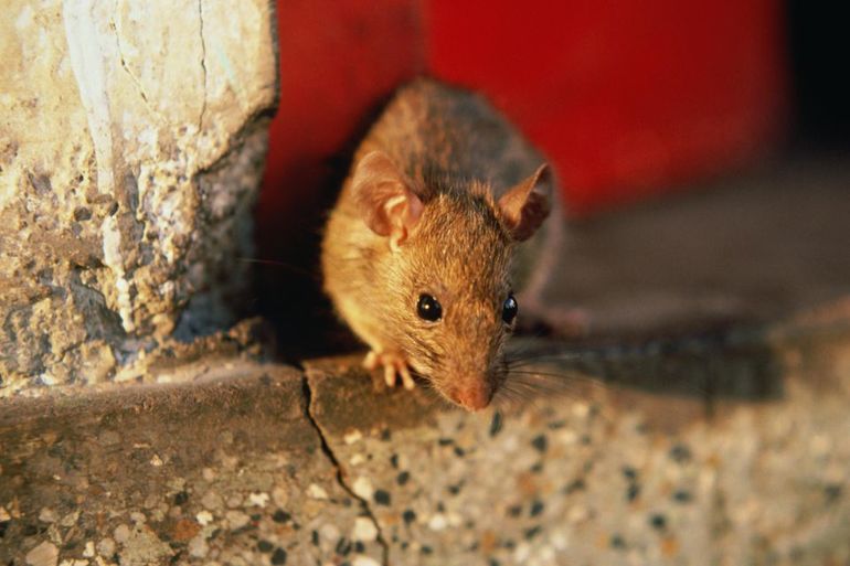 Вред от мышей в доме