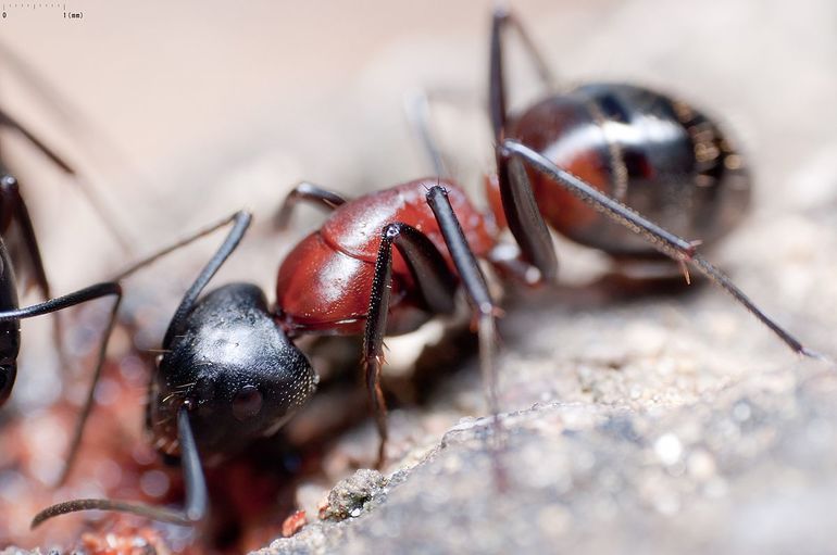 Красногрудые муравьи-древоточцы 