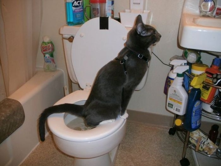 Как научить котенка к туалету