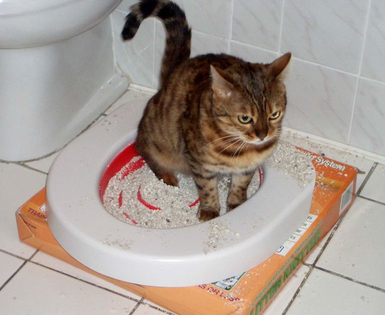 Как приручить котенка к туалету