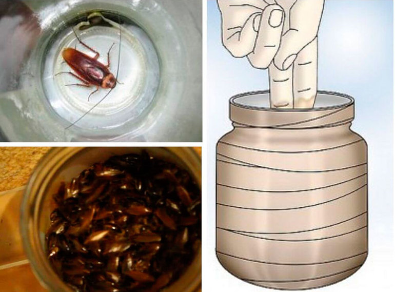 Как сделать ловушку для тараканов