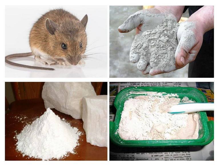 Как травить крыс в доме