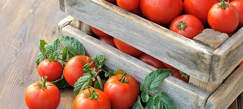 Как правильно хранить свежие помидоры
