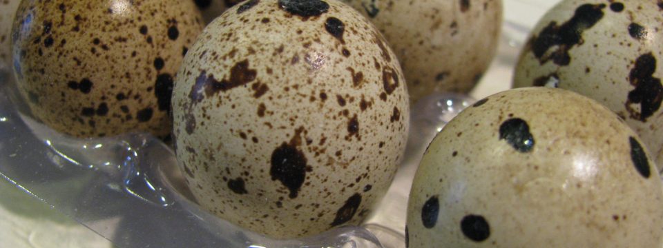 Как хранить перепелиные яйца?