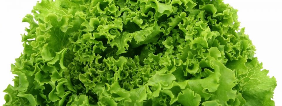 Можно ли замораживать салатные листья