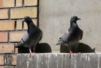 Надоели голуби на балконе? Пора от них избавиться