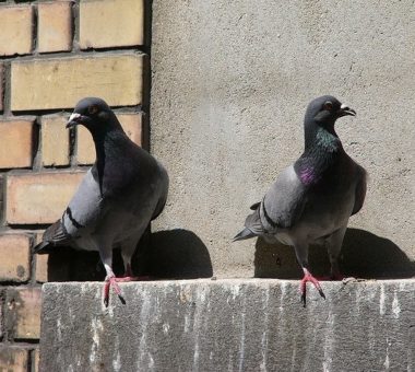Надоели голуби на балконе? Пора от них избавиться