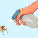 Средство от пауков