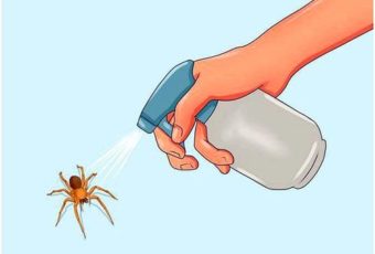 Раз и навсегда избавляемся от пауков в домашних условиях простыми средствами