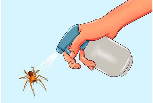 Раз и навсегда избавляемся от пауков в домашних условиях простыми средствами