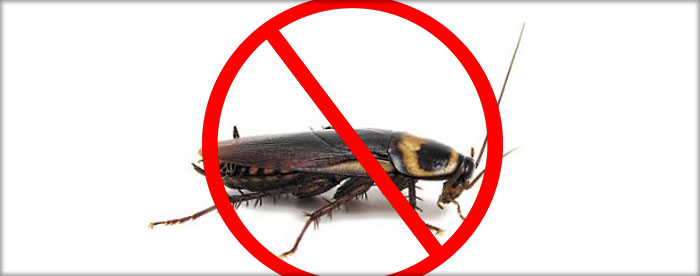 Как за 1 день избавиться от тараканов дома?