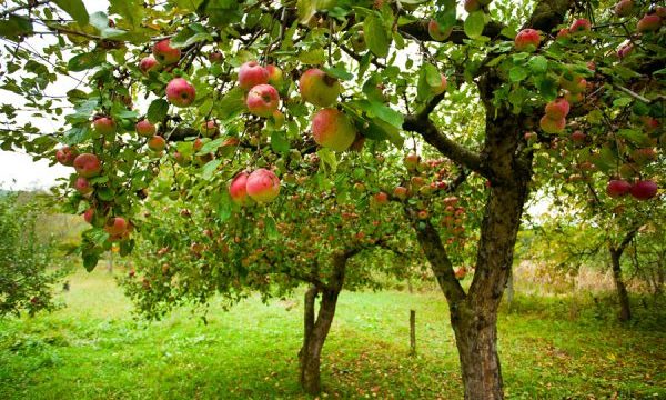 Обрезка яблони осенью и зимой: когда и как правильно обрезать, фото и видео