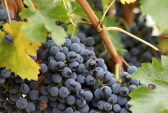 Обрезка винограда осенью для начинающих: пошаговая инструкция, фото, видео
