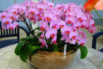 Орхидеи: уход в домашних условиях: виды орхидей, полив и размножение