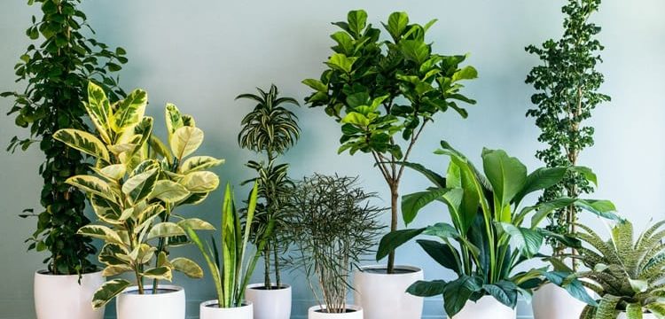 Комнатные растения, которые приносят в дом счастье и благополучие