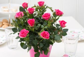 Как ухаживать за комнатными розами в домашних условиях: уход и пересадка