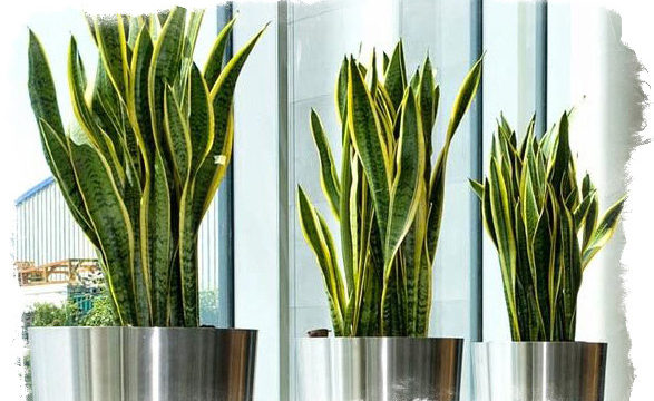 Цветок Щучий хвост: можно ли выращивать его в домашних условиях