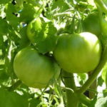 zelenye-pomidory
