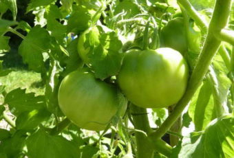 Зеленые помидоры быстрее краснеют и дольше лежат