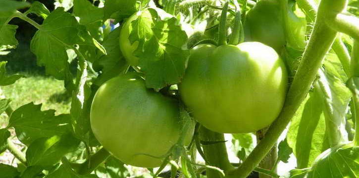 Зеленые помидоры быстрее краснеют и дольше лежат