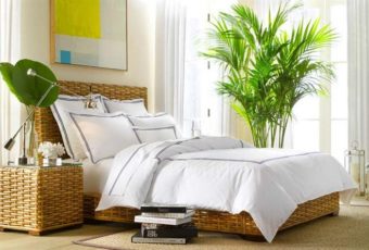 Комнатные растения для спальни: какие лучше выбрать, советы