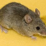 Как вывести мышей