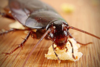 Борная кислота от тараканов: рецепты отравы