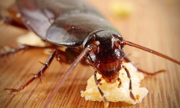 Борная кислота от тараканов: рецепты отравы