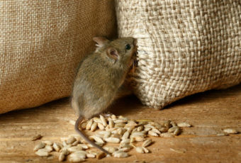 Как избавиться от мышей в частном доме или квартире навсегда
