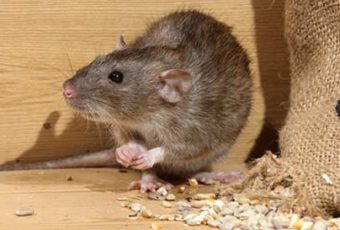 Как избавиться от мышей на даче