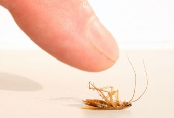 Способы борьбы с насекомыми в доме: как избавиться от тараканов