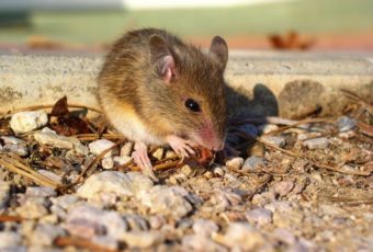 Как избавиться от запаха мышей в доме: эффективные советы и рекомендации