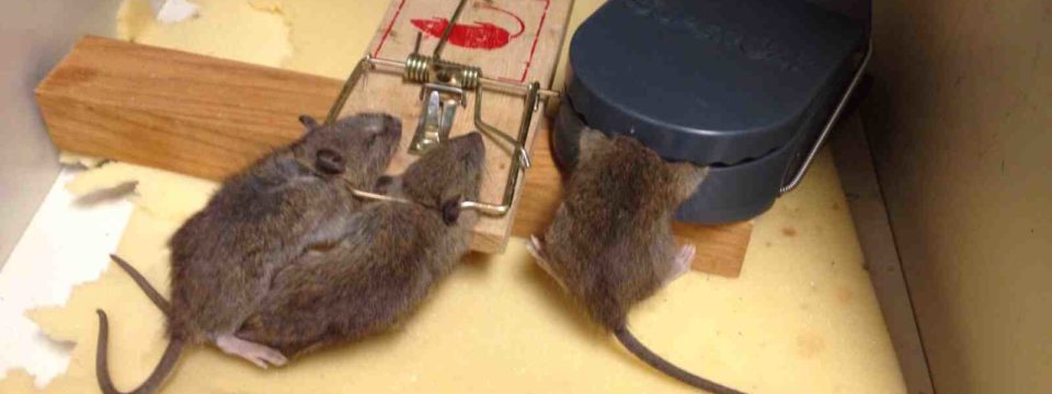 Как поймать мышь в квартире без мышеловки
