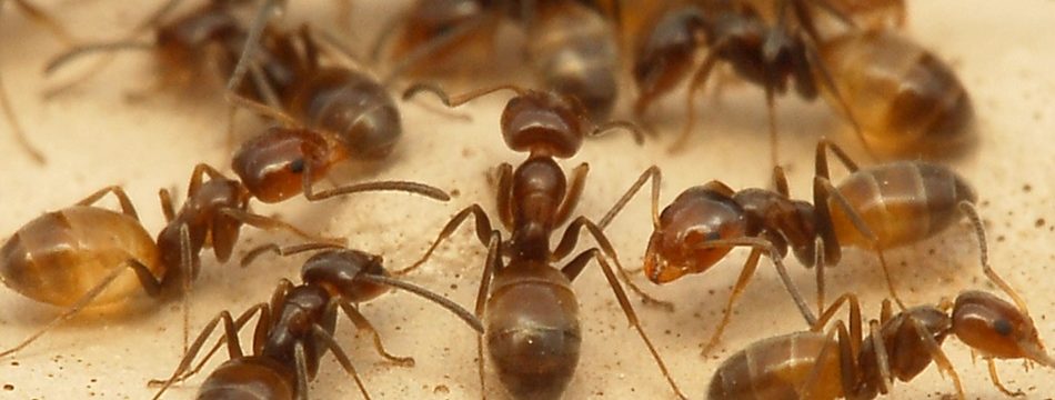 Как избавиться от муравьёв в доме народными средствами