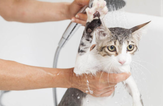 как помыть кота
