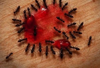 Способы избавиться навсегда от муравьёв в квартире