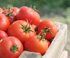 Лучшие сорта томатов для регионов в 2024 году
