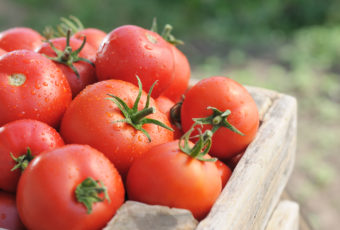 Лучшие сорта томатов для регионов в 2024 году